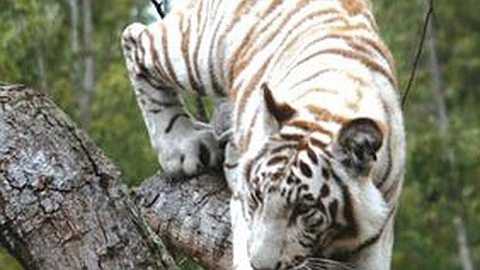 Casela: Quelque 85 Nouveaux Animaux Attendus Mercredi