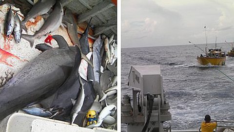 Two Sri Lanka Boats Boarded for Illegal Fishing in Mauritian Waters