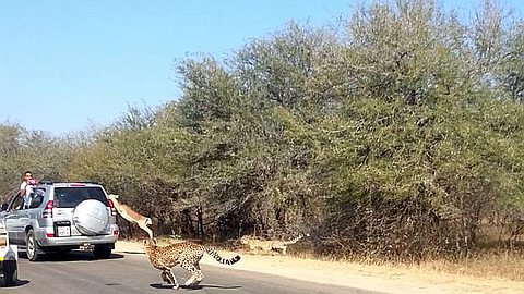 Video of the Day: Antelope Saved from Chases In Tourist's Car on Safari