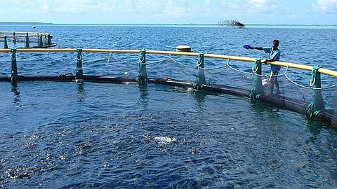 Fish Bar: A first Shipment of Farm Marine Mahebourg Market