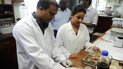 Plastic Production From Cane Leaves