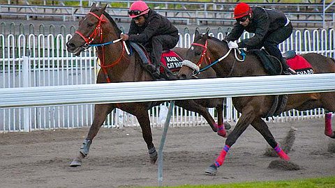 Cinq chevaux de Patrick Merven testés positifs au ‘Clenbuterol’