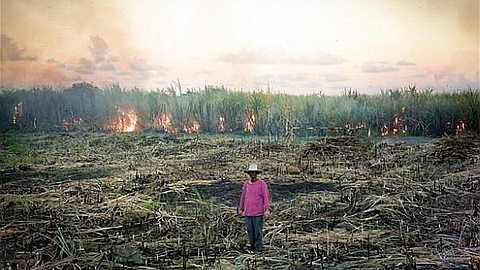 The Sweetest Flames: Brown Sugar From Mauritius