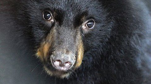 Attacked by Bears? 9 Craziest Excuses for Being Late