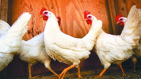 Export Potential Of 40,000 Tons Of Chicken