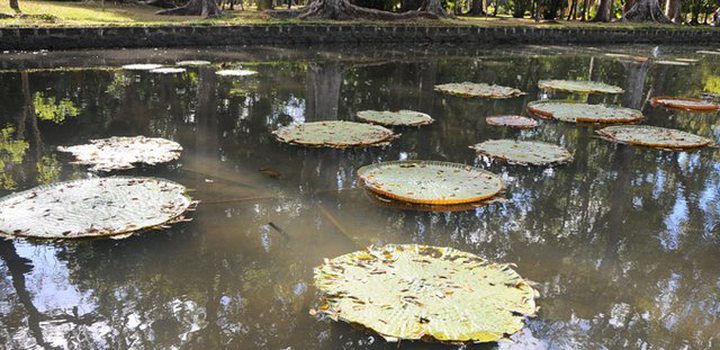 Pamplemousses Garden: Water Lilies Massacred