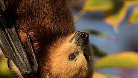 Abattage: des Chauves-Souris Vendues à Rs 50