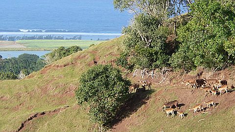 La Saison de Chasse Démarre: la Viande de Cerf Jusqu’à Rs 180 le Kilo
