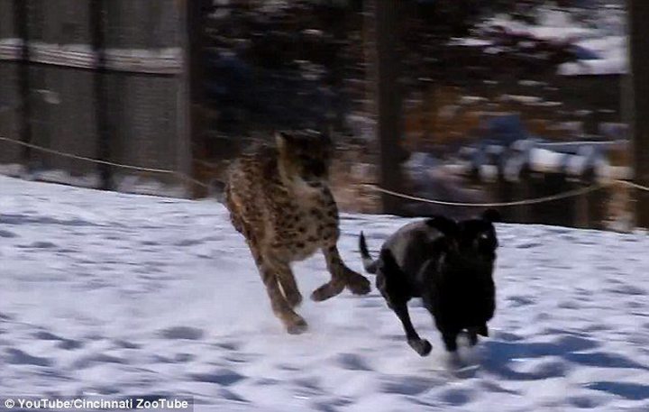 Video of the Day: Cheetah and Dog ...
