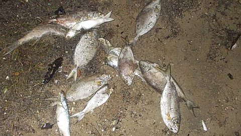 Mystery Around Dead Fish in Case-Noyale