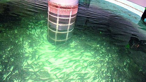 Repeuplement du Lagon : Un Million D’alevins Relâchés Dans le Lagon Mauricien