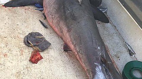 Great white shark leaps into tiny boat, fisherman treats it like NBD