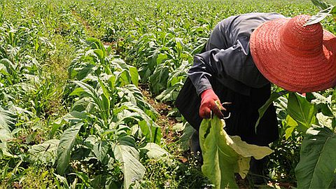 Tobacco Industry: Growers Demanded Consultations With the Government