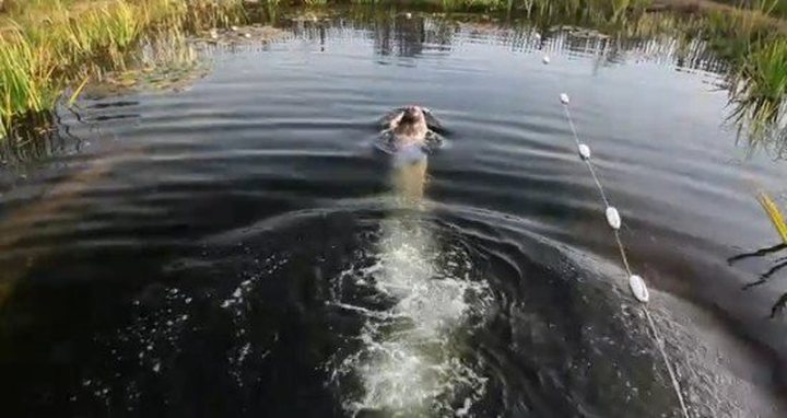 Video of the Day: How To DIY Natural Swimming Pool