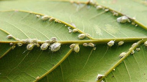 L’Attaque des Cochenilles