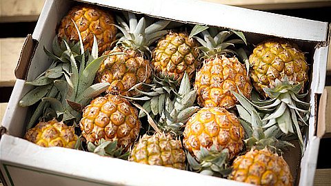 Taux Elevé d’Hormone Mûrissante dans des Ananas: Maurice Epinglée par l’UE