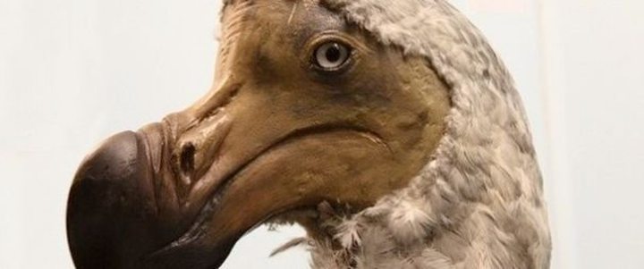 Dodo Extinction Came Later Than...