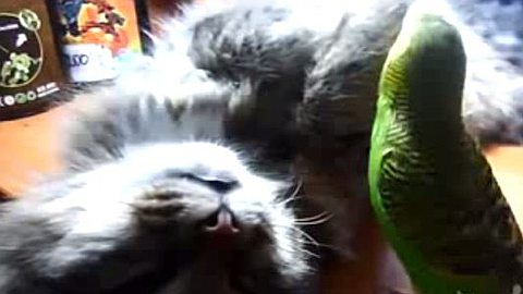 Video of the Day: Parrot Trolling a Kitten