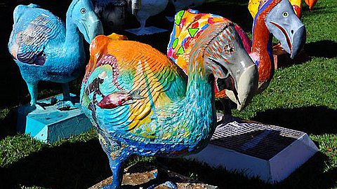 Dodos Landed in Caudan and IFM