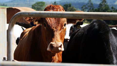 Fièvre aphteuse: 235 têtes de bétail bloquées et 44 kilos de viande saisis