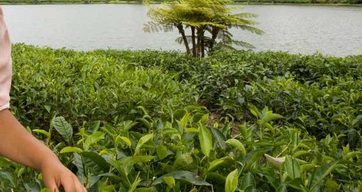 Growing Tea in Mauritius