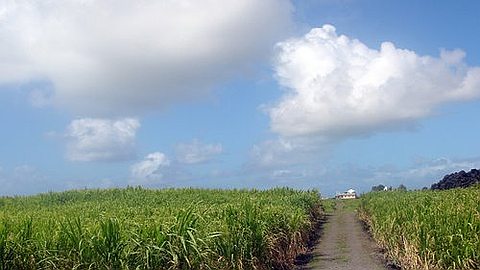 Medine: Sugar cane harvest begins this Wednesday