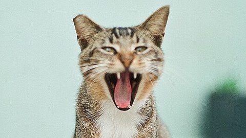 How To Find Your Leadership Voice 