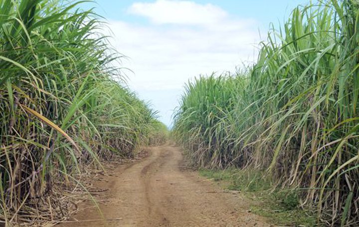 Civic Watch Considers Future Of Small Cane Planter