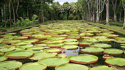 Jardin de Pamplemousses: les étrangers paieront Rs 100 plus cher pour une attraction en «piteux état»