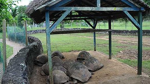 40 Turtles Stolen from Pamplemousses Garden