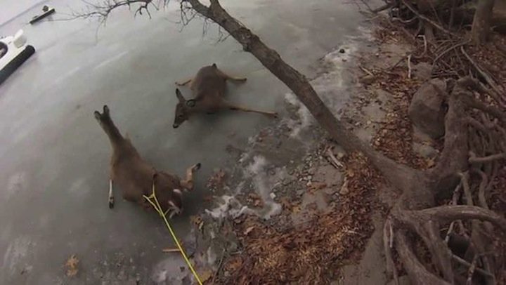Video of the Day: 3 Helpless Deer on Ice Rescued..
