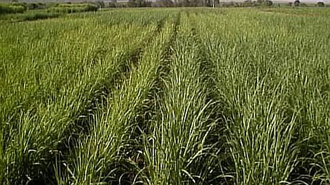 Agricultural and fish production 2010 highlights