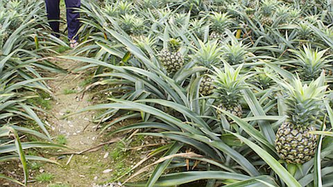 Les Ananas Victoria Menacés par un Mystérieux Virus