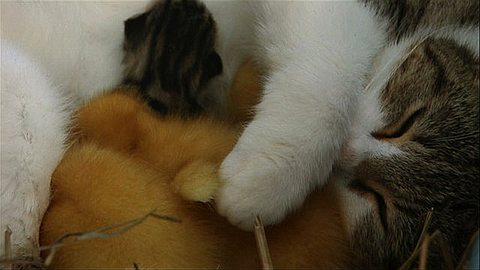 Video of the Day: Cat Cuddles Kittens and Adopted Ducklings
