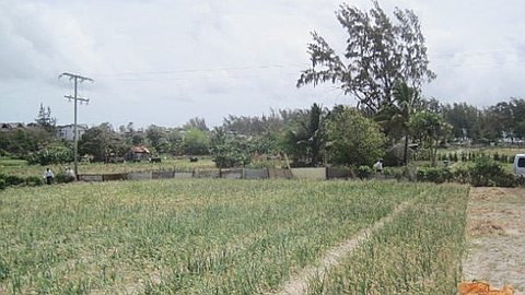 Shortage of Onion on the Horizon