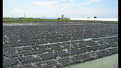 Crab Farming Soon a Reality