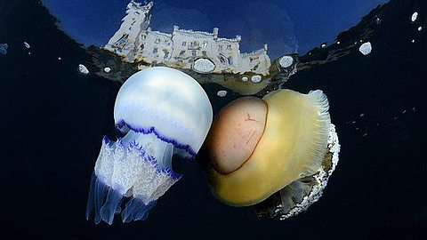 Picture of the Day: Jellyfish Kiss Under the Castle