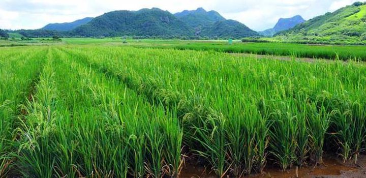 Rice 'Made in Mauritius' on the Local Market Soon