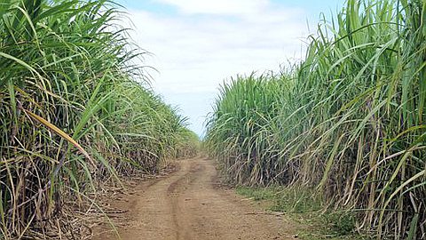 Crisis in Sugar Industry: Unions and MSPA Remain Entrenched in Their Positions