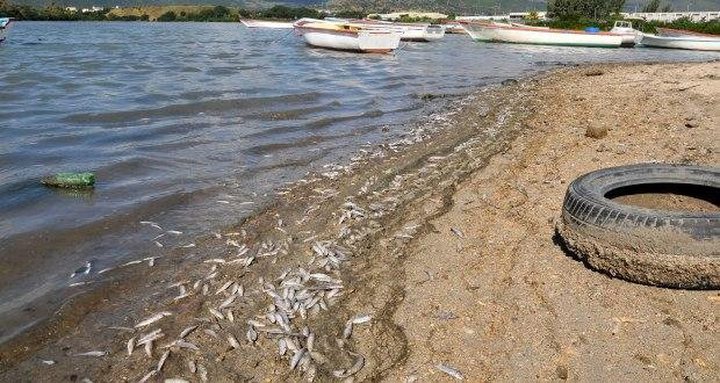 Hundreds of Fish Found Dead in Poudre d'Or