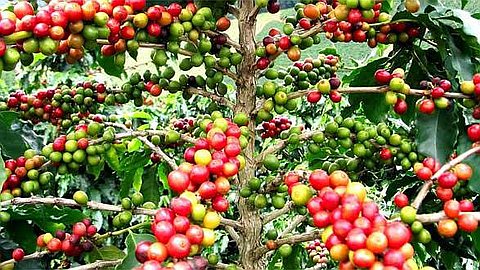 Local Products: Rodrigues's Coffee Promises Bright Future