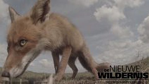 Video of the Day: Fox Steals Camera
