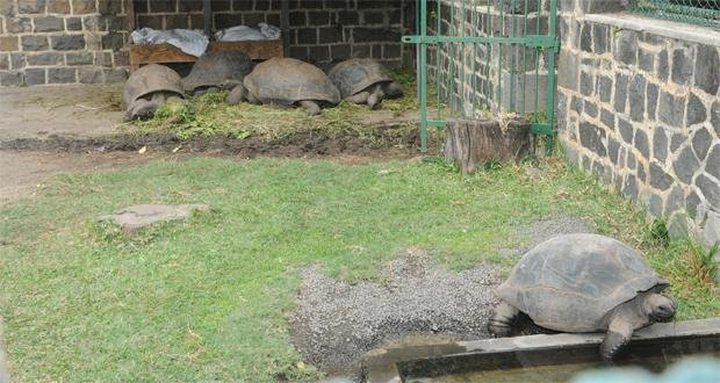 21 Baby Turtles Worth Rs 400,000 Stolen ...
