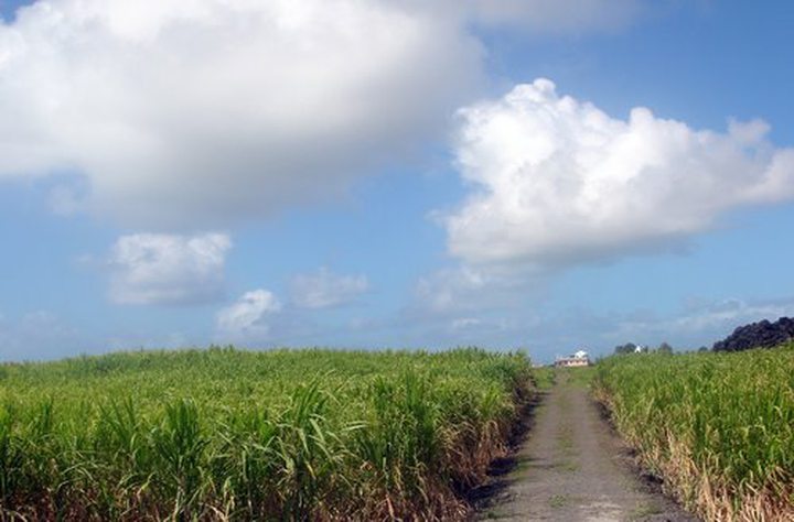 Geo Govinden: Sugar Industry at Risk