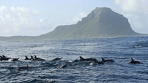 Observation des Dauphins: la Pagaille Est de Retour