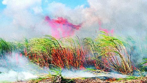 Acte Criminel : 67 000 Tonnes De Cannes Incendiées