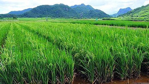 Rice 'Made in Mauritius' on the Local Market Soon