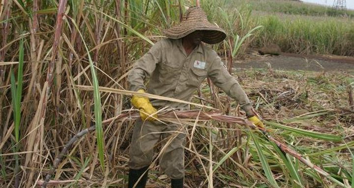 Sugar Industry: MSPA Proposes to Operate ...