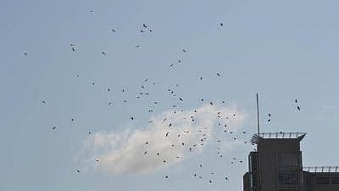 Unusual Presence Of Bats In the Capital
