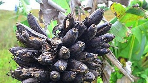 Maladie Inconnue dans l’Est: des Planteurs s’Echinent à Sauver Leurs Bananeraies